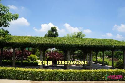 艺术树亭