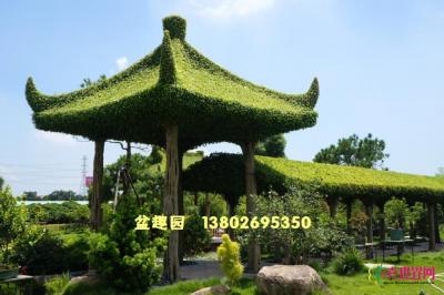造型榕树亭