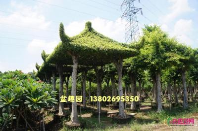 造型榕树亭