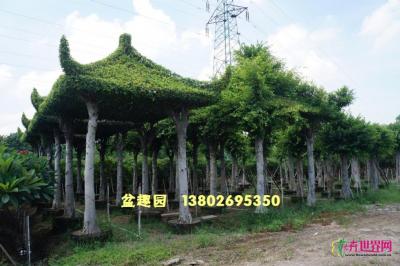 造型榕树亭