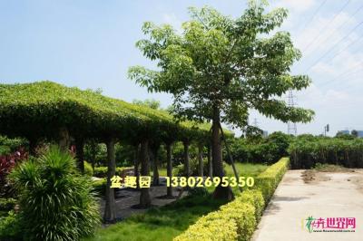 艺术树亭