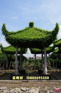 造型榕树亭