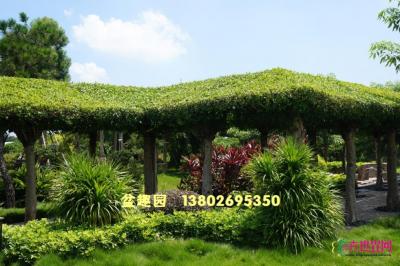 艺术树亭